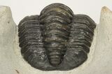 Two Proetid (Diademaproetus) Trilobites - Ofaten, Morocco #206472-6